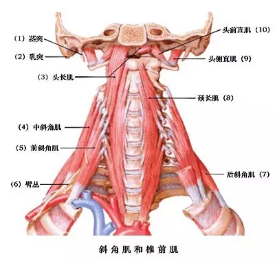 怎么拥有好看的直角肩和锁骨 2016_07_09_56d9920b4dc52a054c48e3300d5fa1d6.png