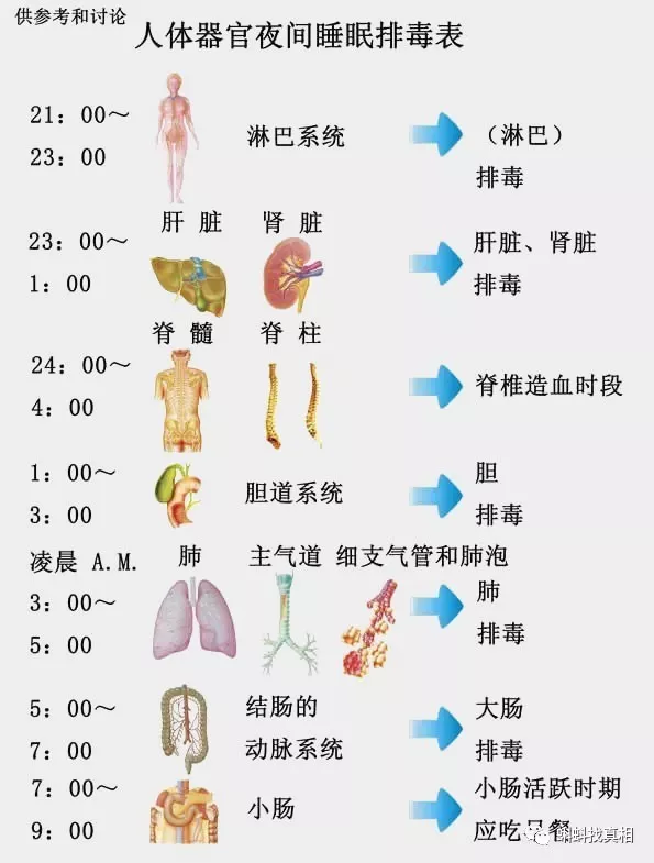 人体生物钟表图片